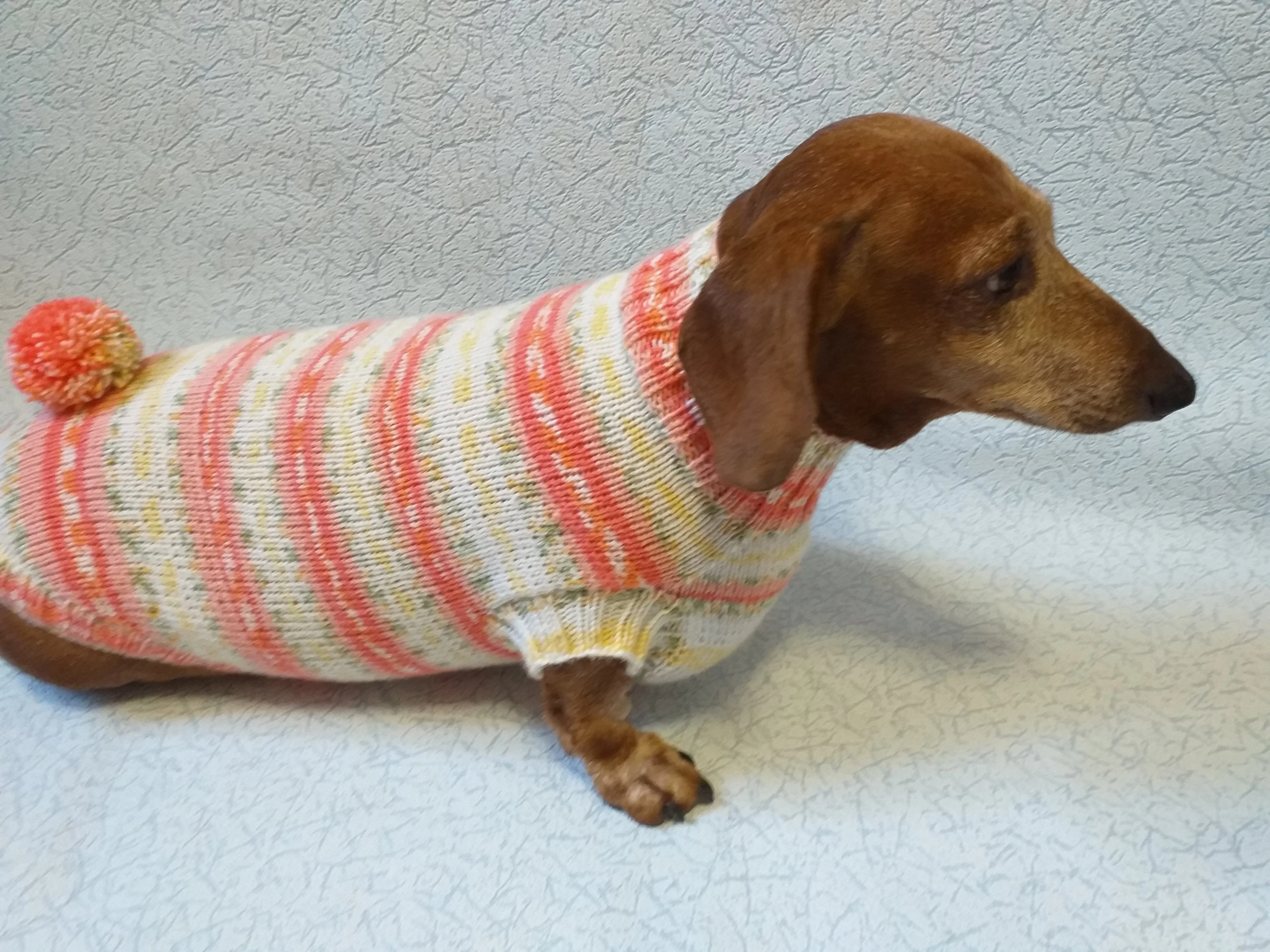 Knitted clothes dachshund sweater with pompom, dachshund clothes, dachshund sweater, doxie clothes