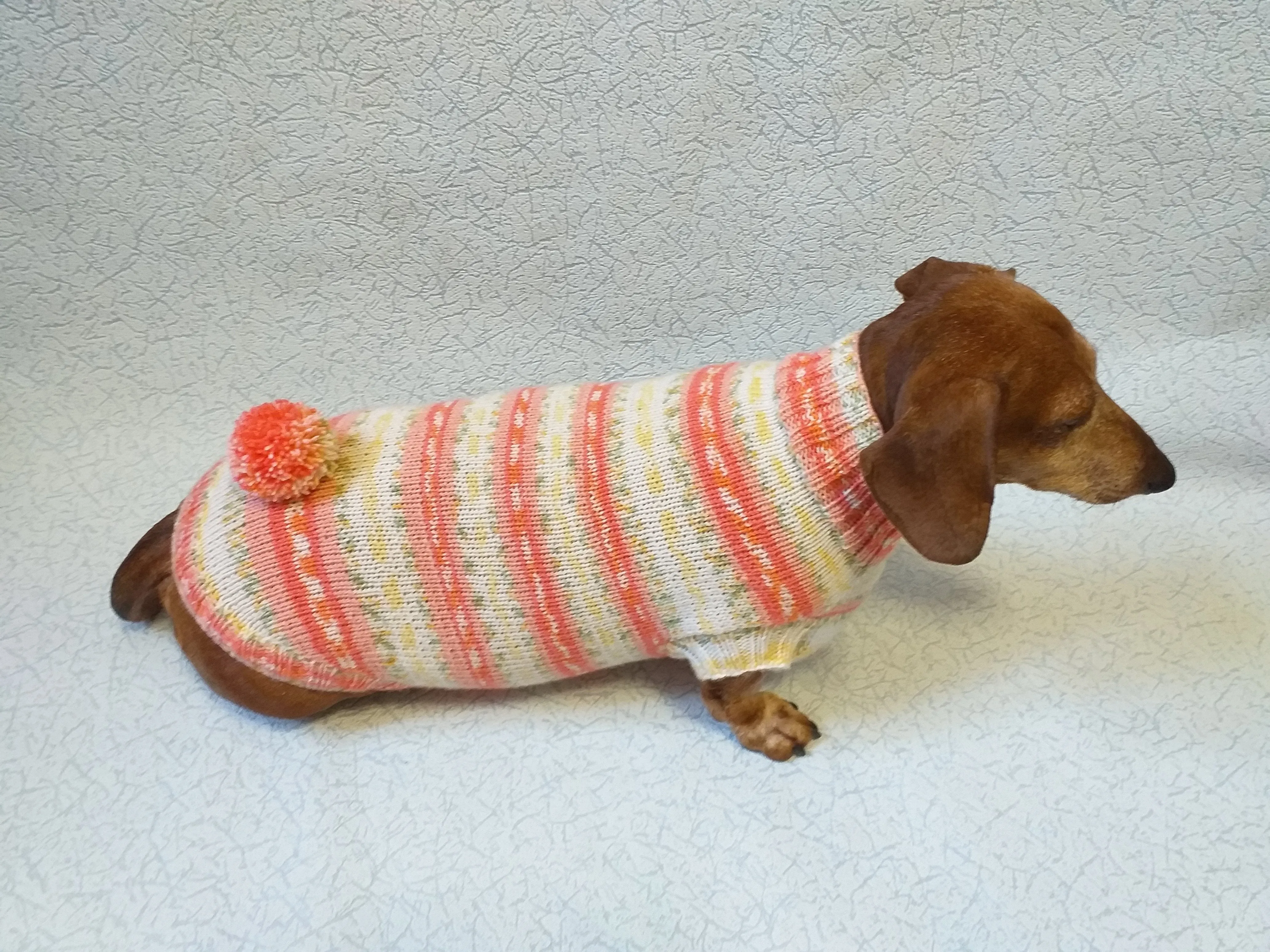 Knitted clothes dachshund sweater with pompom, dachshund clothes, dachshund sweater, doxie clothes