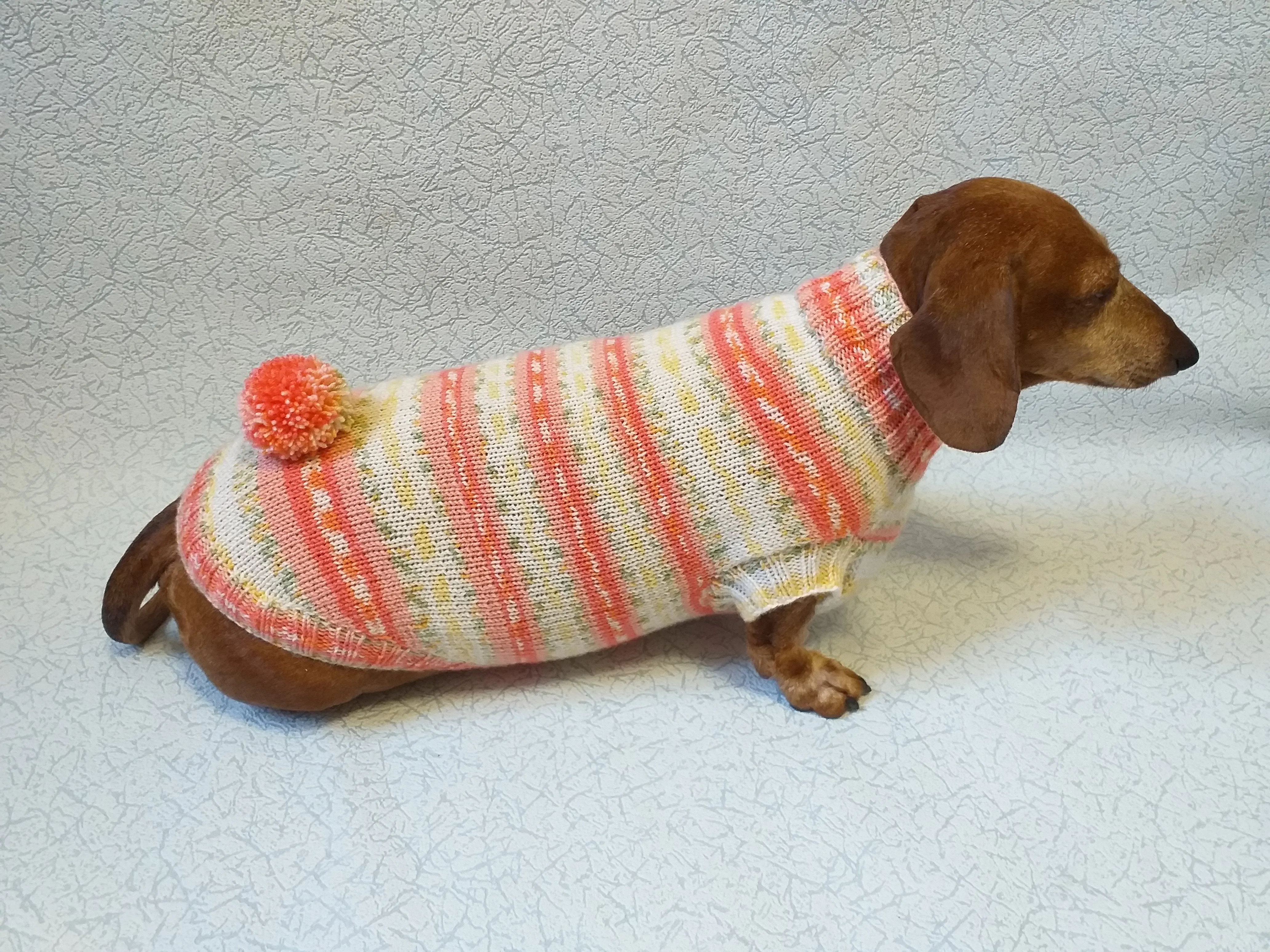 Knitted clothes dachshund sweater with pompom, dachshund clothes, dachshund sweater, doxie clothes