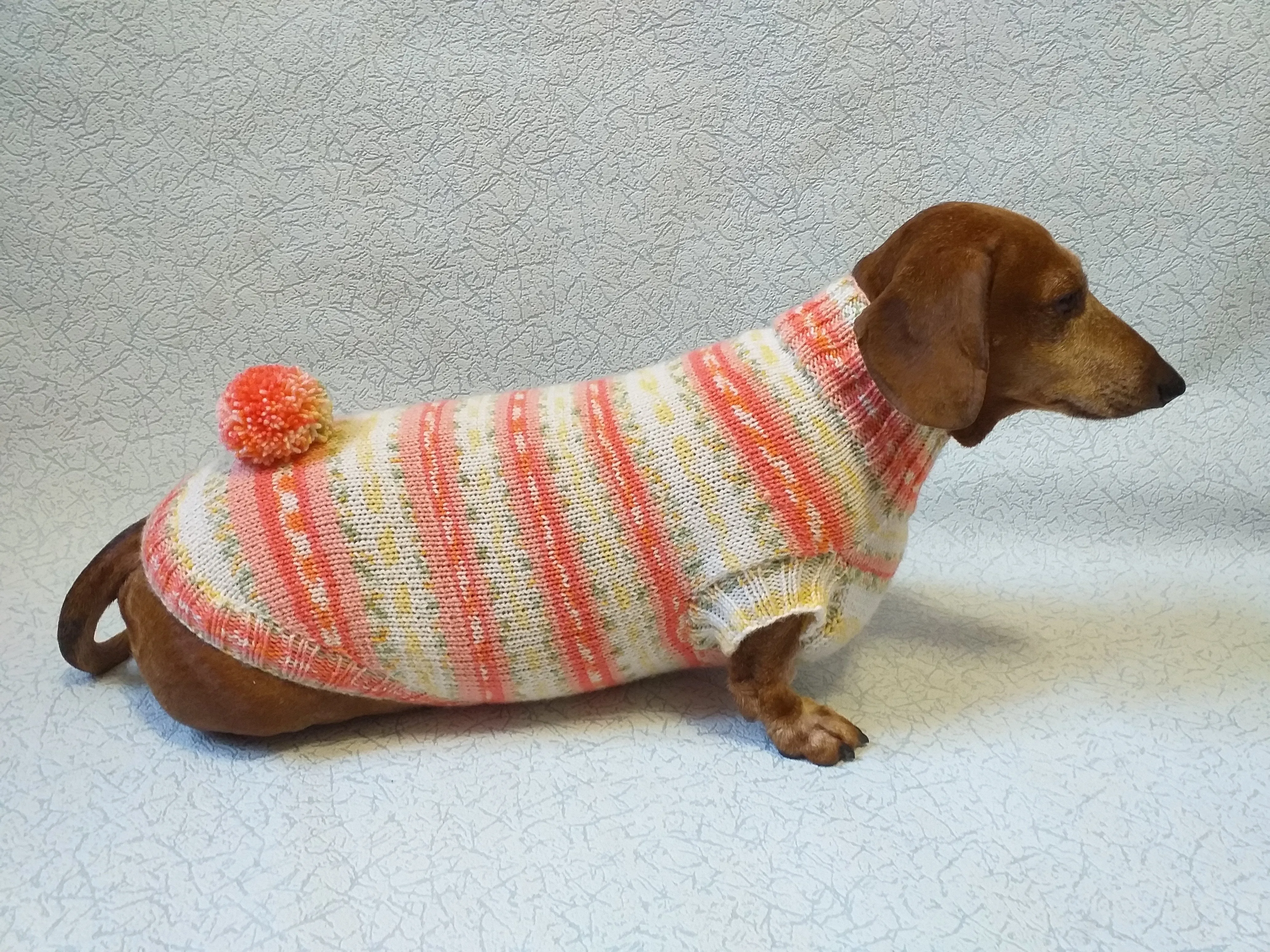 Knitted clothes dachshund sweater with pompom, dachshund clothes, dachshund sweater, doxie clothes