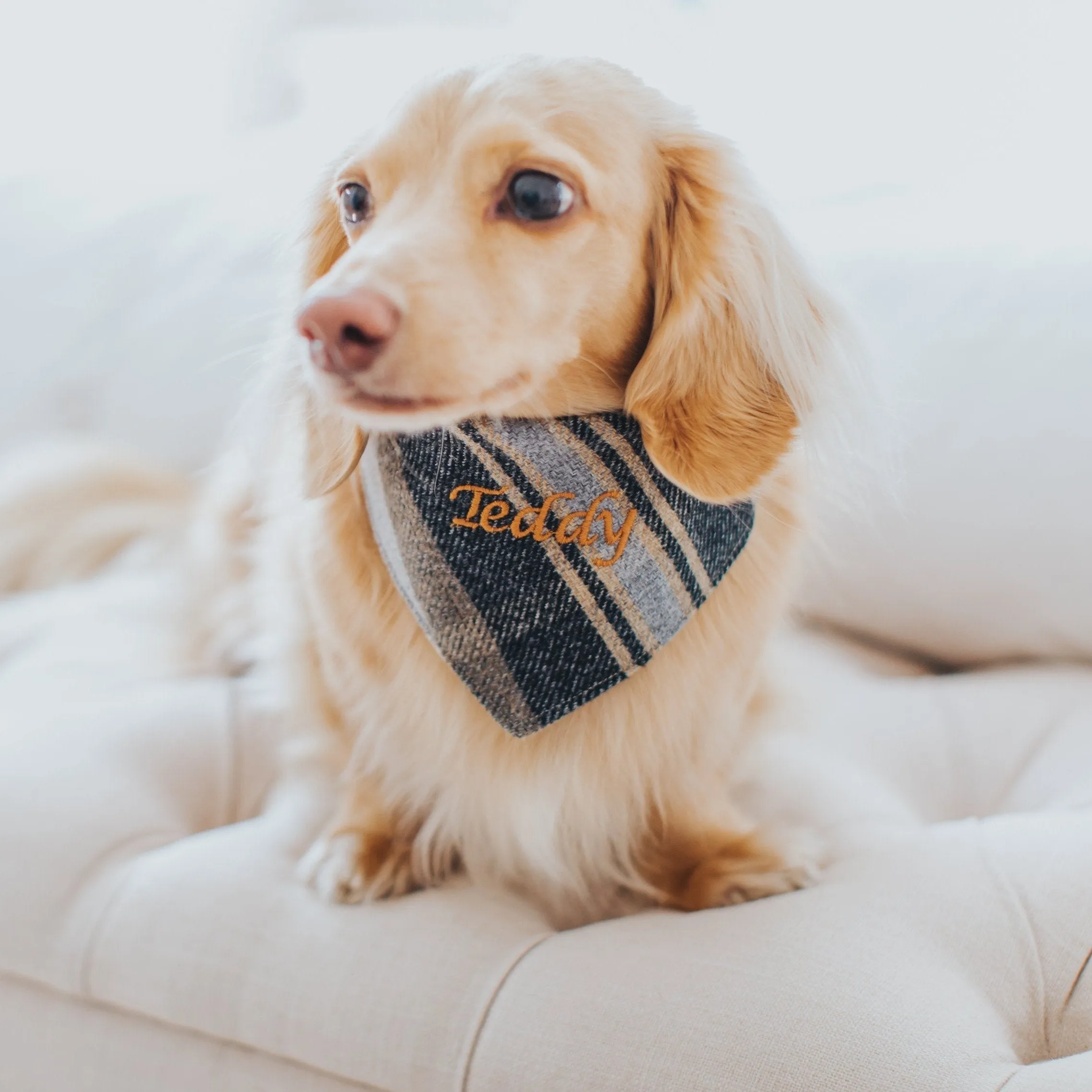 The Belgravia Dog Neckerchief