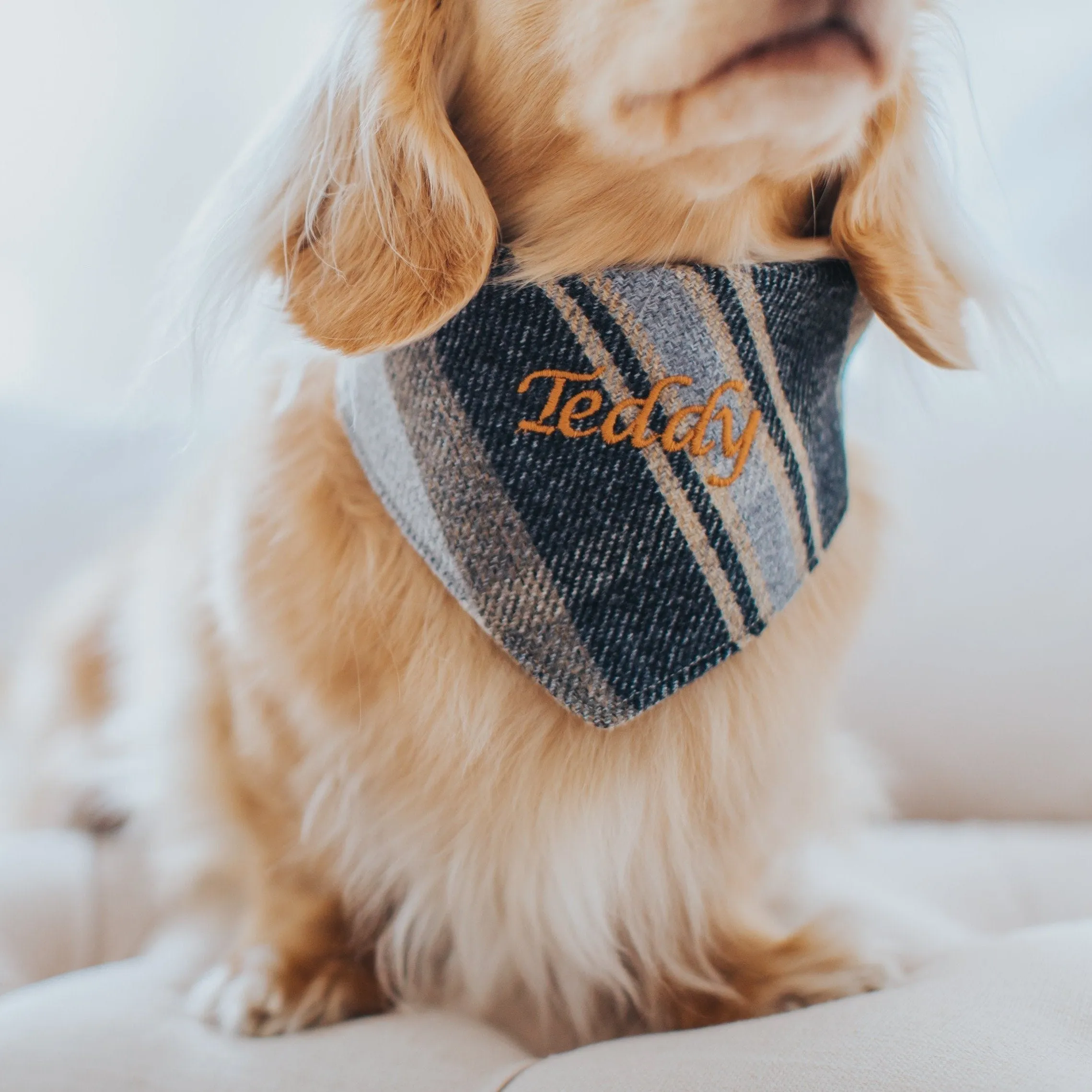 The Belgravia Dog Neckerchief